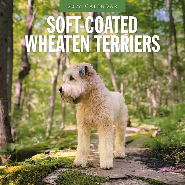 Soft Coated Wheaten Terriers 2026 Premium Square Wall Calendar