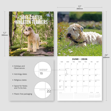 Soft Coated Wheaten Terriers 2026 Premium Square Wall Calendar
