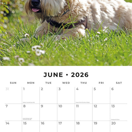 Soft Coated Wheaten Terriers 2026 Premium Square Wall Calendar