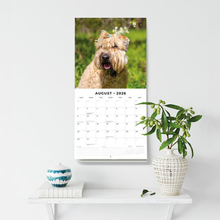 Soft Coated Wheaten Terriers 2026 Premium Square Wall Calendar