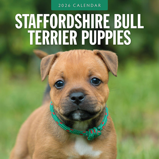 Staffordshire Bull Terrier Puppies 2026 Premium Square Wall Calendar