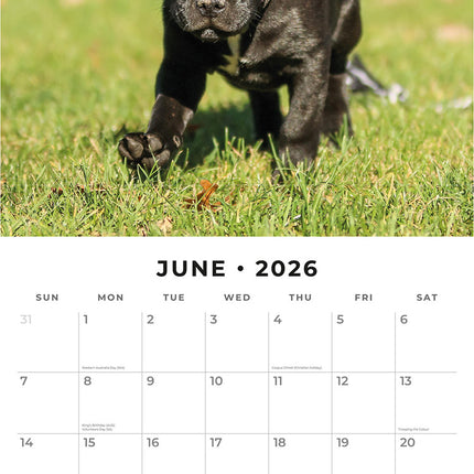 Staffordshire Bull Terrier Puppies 2026 Premium Square Wall Calendar