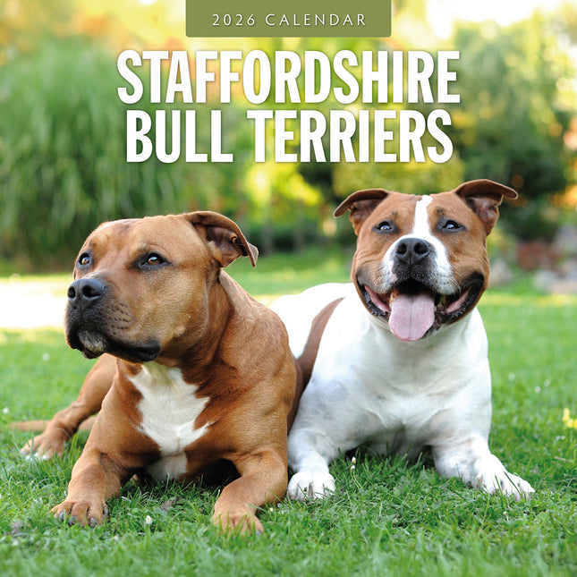 Staffordshire Bull Terriers 2026 Premium Square Wall Calendar