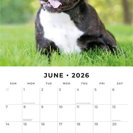 Staffordshire Bull Terriers 2026 Premium Square Wall Calendar