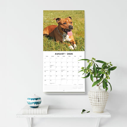 Staffordshire Bull Terriers 2026 Premium Square Wall Calendar