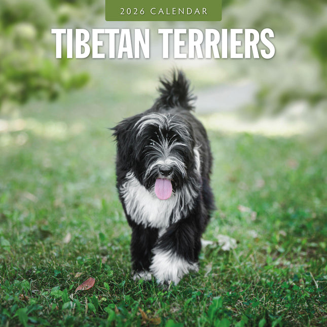 Tibetan Terriers 2026 Premium Square Wall Calendar