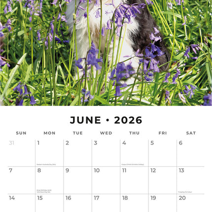 Tibetan Terriers 2026 Premium Square Wall Calendar