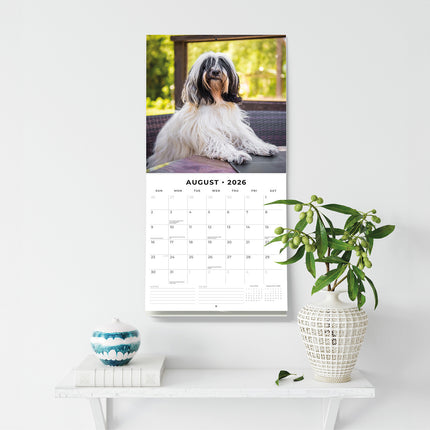 Tibetan Terriers 2026 Premium Square Wall Calendar