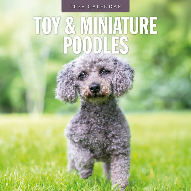 Toy And Miniature Poodles 2026 Premium Square Wall Calendar