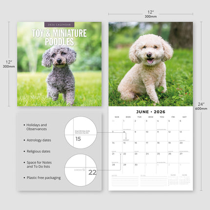 Toy And Miniature Poodles 2026 Premium Square Wall Calendar