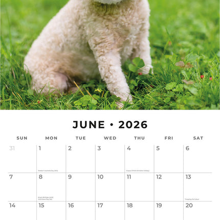 Toy And Miniature Poodles 2026 Premium Square Wall Calendar