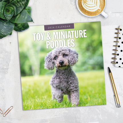 Toy And Miniature Poodles 2026 Premium Square Wall Calendar
