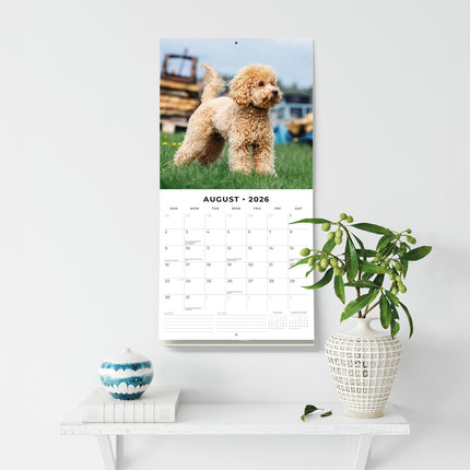 Toy And Miniature Poodles 2026 Premium Square Wall Calendar