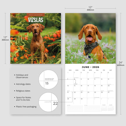 Vizslas 2026 Premium Square Wall Calendar