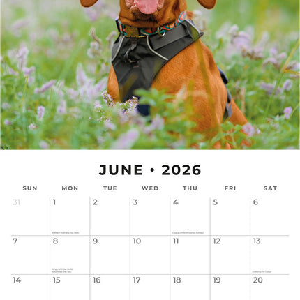 Vizslas 2026 Premium Square Wall Calendar