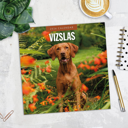 Vizslas 2026 Premium Square Wall Calendar