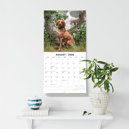 Vizslas 2026 Premium Square Wall Calendar