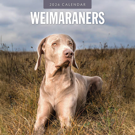 Weimaraners 2026 Premium Square Wall Calendar