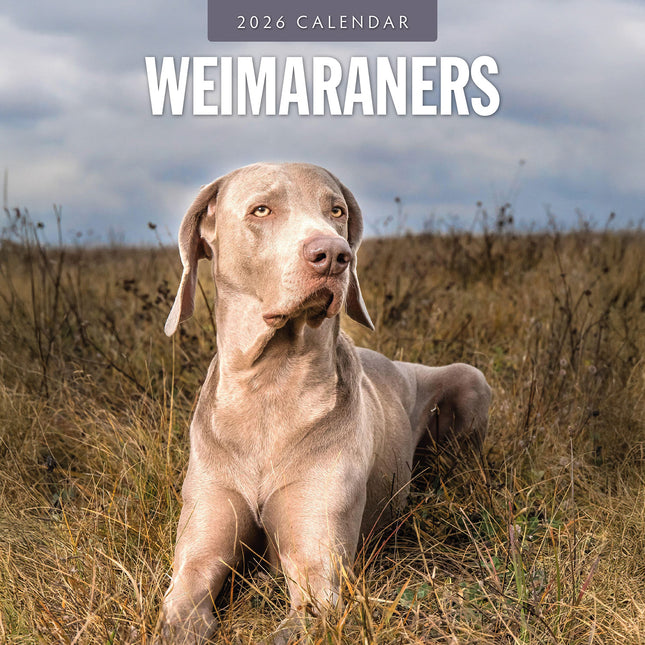 Weimaraners 2026 Premium Square Wall Calendar