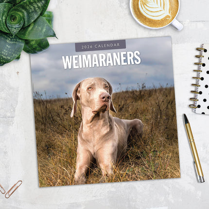 Weimaraners 2026 Premium Square Wall Calendar