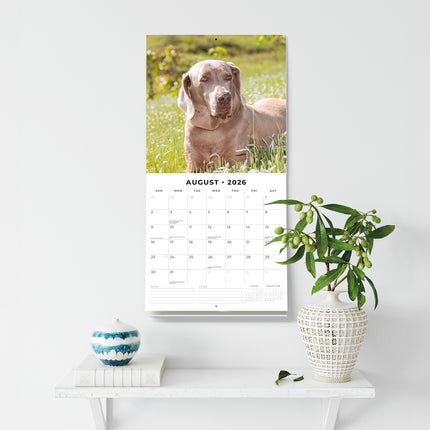 Weimaraners 2026 Premium Square Wall Calendar