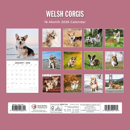 Welsh Corgis 2026 Premium Square Wall Calendar