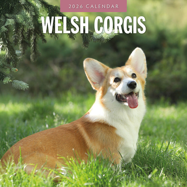 Welsh Corgis 2026 Premium Square Wall Calendar