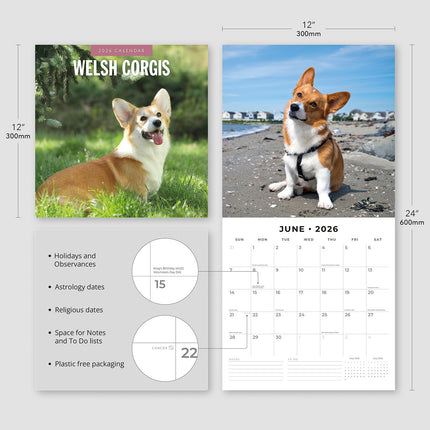Welsh Corgis 2026 Premium Square Wall Calendar