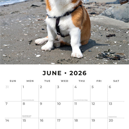Welsh Corgis 2026 Premium Square Wall Calendar