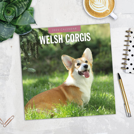 Welsh Corgis 2026 Premium Square Wall Calendar