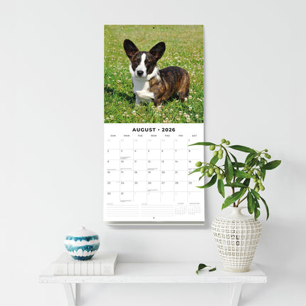 Welsh Corgis 2026 Premium Square Wall Calendar