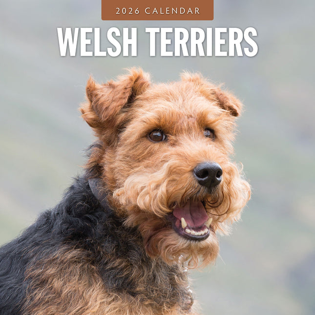 Welsh Terriers 2026 Premium Square Wall Calendar