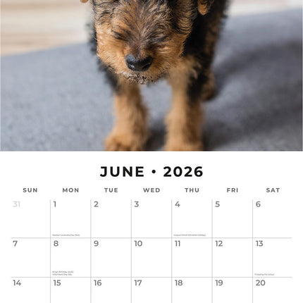 Welsh Terriers 2026 Premium Square Wall Calendar