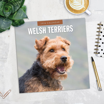 Welsh Terriers 2026 Premium Square Wall Calendar