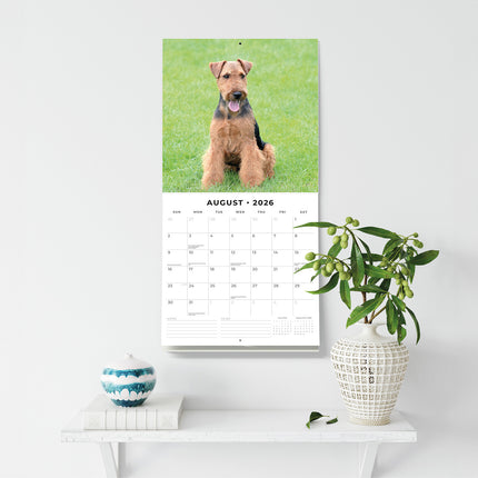 Welsh Terriers 2026 Premium Square Wall Calendar