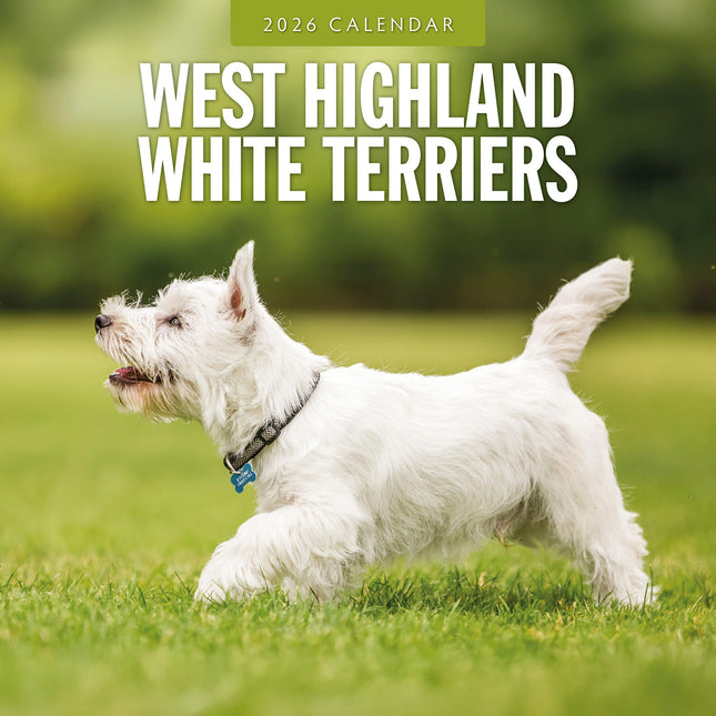 West Highland White Terriers 2026 Premium Square Wall Calendar