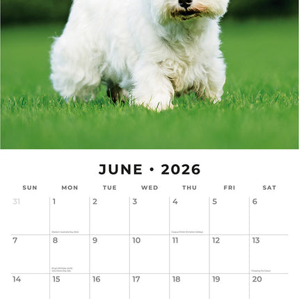 West Highland White Terriers 2026 Premium Square Wall Calendar