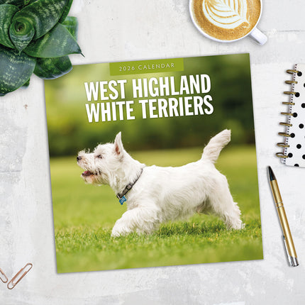 West Highland White Terriers 2026 Premium Square Wall Calendar