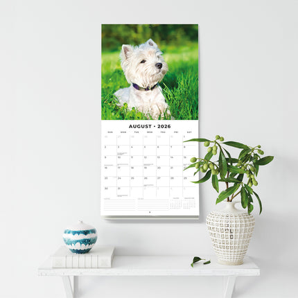 West Highland White Terriers 2026 Premium Square Wall Calendar