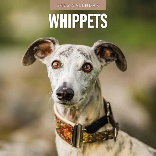 Whippets 2026 Premium Square Wall Calendar