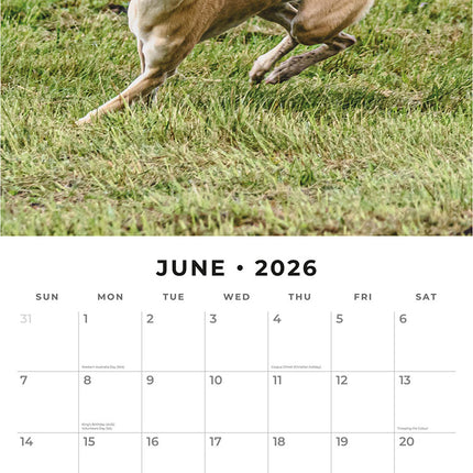 Whippets 2026 Premium Square Wall Calendar