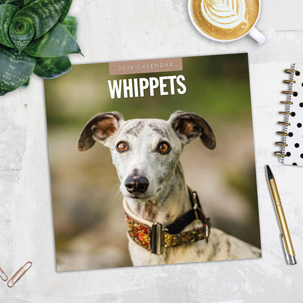 Whippets 2026 Premium Square Wall Calendar