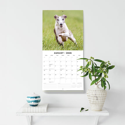 Whippets 2026 Premium Square Wall Calendar