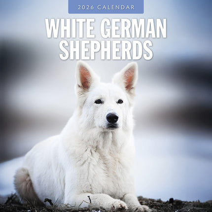 White German Shepherds 2026 Premium Square Wall Calendar