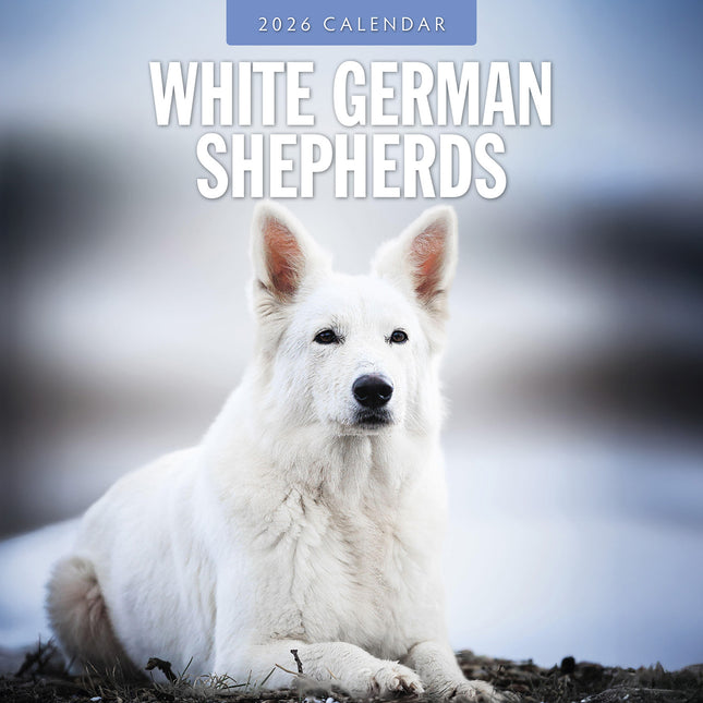 White German Shepherds 2026 Premium Square Wall Calendar
