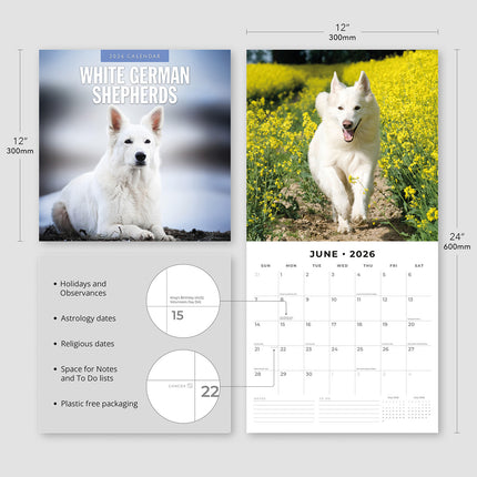 White German Shepherds 2026 Premium Square Wall Calendar