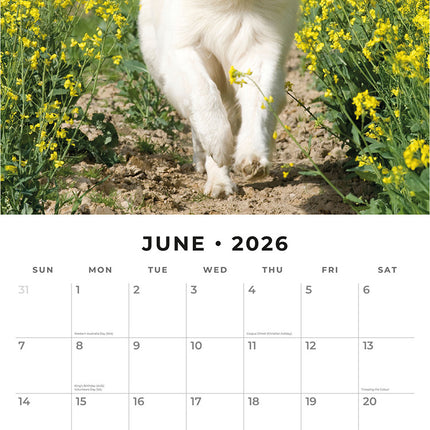 White German Shepherds 2026 Premium Square Wall Calendar