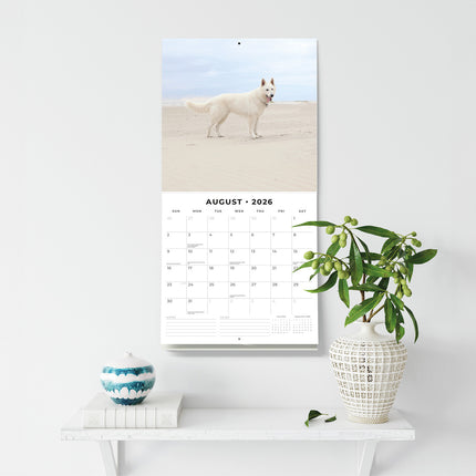 White German Shepherds 2026 Premium Square Wall Calendar