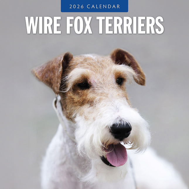 Wire Fox Terriers 2026 Premium Square Wall Calendar