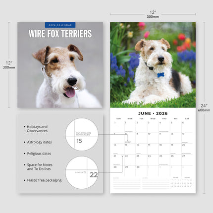 Wire Fox Terriers 2026 Premium Square Wall Calendar